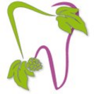 humulus lupulus dent Aruna Zacher Logo